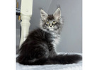 Maine Coon Kätzchen kaufen – Reinrassig, gesund & sozialisiert