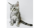 Maine Coon Kitten gesucht? Hier werden Sie fündig!