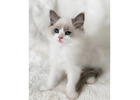 Ragdoll-Kätzchen mit Charakter – Ihr neues Familienmitglied wartet