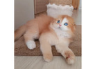 Scottish Fold Kätzchen zu verkaufen – Einzigartig mit Knopfohren