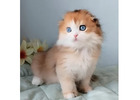 Scottish Fold kaufen – Reinrassig, gesundheitsgeprüft & sozialisiert