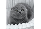 Scottish Fold Kitten gesucht? Hier werden Sie fündig!