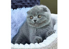 Charmante Scottish Fold Katzen – Züchter direkt, geprüfte Gesundheit  