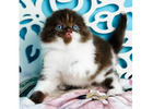 Scottish Fold Kätzchen mit Charakter – Ihr neues Familienmitglied wartet
