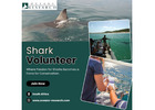 Shark Volunteer 
