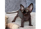Sphynx-Kätzchen zu verkaufen – Einzigartig & voller Zuneigung