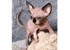 Sphynx-Kätzchen kaufen – Reinrassig, gesund & voller Persönlichkeit