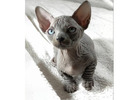 Sphynx Kitten gesucht? Hier werden Sie fündig!