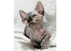 Außergewöhnliche Sphynx Katzen – Züchter direkt, geprüfte Gesundheit 