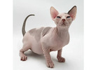 Sphynx-Kätzchen mit Charakter – Ihr neues Familienmitglied wartet