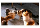 Reinrassige & liebevoll aufgezogene Kätzchen abzugeben