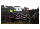Tree Lopping St Ives Chase - Sam's Tree Services North Shore
