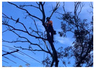 Tree Services Sydney - Northern Beaches Garden & Trees