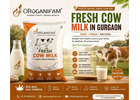 Fresh Cow Milk in Gurgaon from Trusted Farms