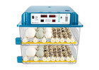 Parrot egg and incubator 