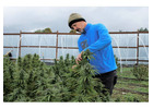 Cultivated with care. Supplied with confidence top quality cannabis.
