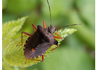Avayda Pest Control Redefining Exterminator Services in Vancouver