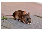 Avayda Pest Control Bringing Mice Exterminator Expertise Home