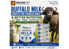 Buy Creamy Buffalo Milk Online – Fresh Milk at Your Doorstep