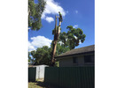 Large Tree Felling Sydney - Ben's Tree And Garden Services