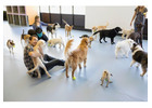 Dog Care Montavilla