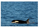 Where Can You Enjoy Arctic Whale Tours in Norway?