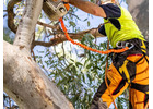 Tree Service Experts Adelaide - Local Tree Care 