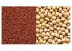 fournisseur de millet rouge et jaune
