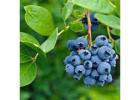 Can Blueberries Grow in India? Discover with Sheel Biotech