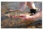 Why Choose Fly Fish Star Valley for Your Snake River Adventure?