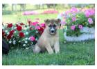 Golden Retriever, French Bulldog & Yorkie Puppies – Family Raised, Healthy & Ready for New H