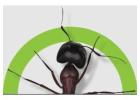 Blacktown Pest Control | Bug Free Pest Control