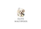 Adorable Maltipoo Dogs for Sale – Find Your Perfect Puppy