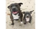 American Bully and American Pitbull Terrier Puppies for sale |