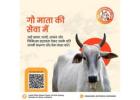 Uplift Cow Welfare – Your Gaushala Donation Matters