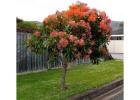 Shop Native Trees Online