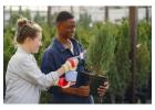 Comprehensive Tree Care Solutions For A Thriving Landscape