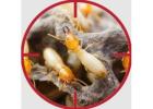 Pest Control Blue Mountains