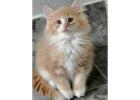 Adorable Siberian Kittens ready for new home.