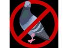 Humane Bird Control Treatment Services to Safeguard Your Space