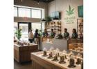 Paradise Cannabis: Premier Weed Store in Pembroke