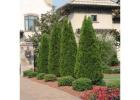Shop Evergreen Trees Online | Evergreen Trees with Delivery, Planting & 1-Year Warranty