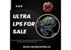 Ultra LPS for Sale – Rare & Colorful Corals Available Now
