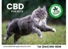 CBD For Pets – Happiness In Every Drop