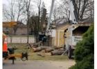 Expert Tree Removal & Care Services in Massachusetts | Northeastern Tree