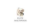 Find Your Perfect Maltipoo Companion