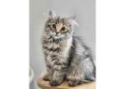Adorable Siberian Kittens ready for new home.