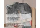 Healthy African Grey Parrots for Sale – Hand Raised & Fully Certified
