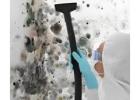 How Professional Mould Cleaning Protects Your Property