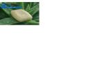 Aloe Vera Soap Suppliers in India
